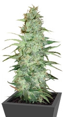 Super Skunk regular (Nirvana Seeds)