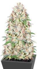 Super Skunk Auto Fem (Vision Seeds)