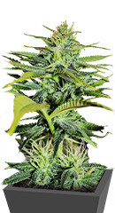 GG4 Sherbet FF fem (FastBuds)