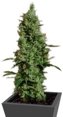 Atomical Haze fem (Paradise Seeds)