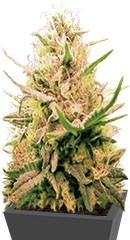 Auto Seemango (Auto Somango) fem (Victory Seeds)