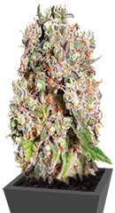 Mendocino Skunk fem (Paradise Seeds)