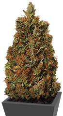 Red Diesel fem (Barney's Farm)