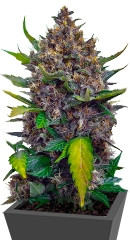 Black Cream Auto fem (Sweet Seeds)