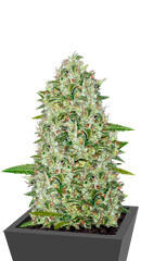 Chemdog fem (Anesia Seeds)