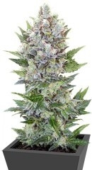 Northern Light Automatic fem (RQS)