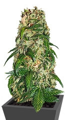 Sweet Tooth #1 fem (Barney's Farm)