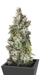 Auto Ultimate fem (Dutch Passion)