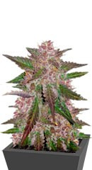 Cream Cookies auto fem (FastBuds) семена конопли