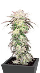 Pulp Friction fem (GHS)