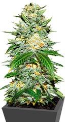 Auto Perfect Power Plant fem (Bulk Seed Bank)