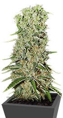 Damnesia fem (Strain Hunters)