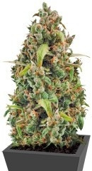 Diesel Automatic fem (RQS)