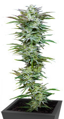 Jelly Donutz Auto fem (Humboldt Seed Company) семена конопли