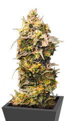 Fullgas fem (Green House Seeds) семена конопли