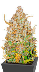 GMO Auto fem (Barney's Farm) семена конопли