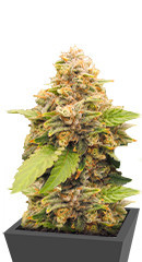 Lord Kush Early Version fem (Delicious Seeds)