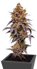 Lemon Cherry Runtz fem (FastBuds)