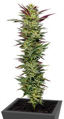 Notorious THC fem (Humboldt Seed Company) семена конопли