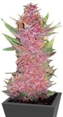 Auto Purple Glam Kush fem (Bulk Seed Bank)