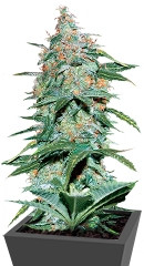 Amnesia Ryder Auto fem (World of Seeds)