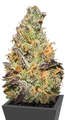 Blue Kush Berry fem (Paradise Seeds)