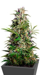 Gorilla Girl fem (Sweet Seeds)