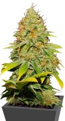 Jack Herer regular (Sensi Seeds)