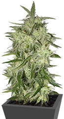 Lemon OG Haze fem (Nirvana Seeds)