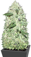 Maya Gold fem (Sumo Seeds)