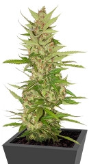 Northern Light X Big Bud fem (World of Seeds)