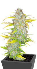 Cream Original AK Auto fem семена конопли