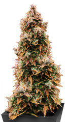 Totally Alpha OG Auto fem (AlphaFem Seeds) семена конопли