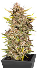 Ztrawberriez Auto fem (FastBuds) семена конопли