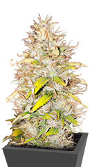 Green Gelato Automatic fem (RQS) семена конопли