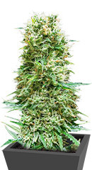 Animal Face Auto fem (Cali Buds Seeds) семена конопли