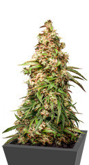 CBD Auto Charlotte’s Angel fem (Dutch Passion)