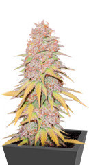 Gelato 242 fem (Medical Seeds)