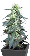 Hawaii Maui Waui fem (Nirvana Seeds)