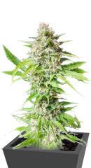 Lavanda Cream fem (Kalashnikov Seeds) семена конопли