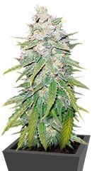 Mazar X Great White Shark fem (World of Seeds)