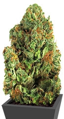 Midnight Mass fem (Heavyweight Seeds)