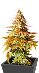 Original Clon fem (Blimburn Seeds) семена конопли