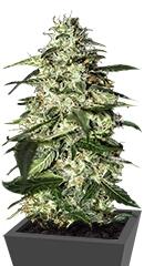 Skunk Auto fem (Strain Hunters)