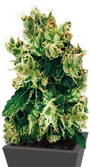 Купить семена каннабиса Amnesia Lemon мини