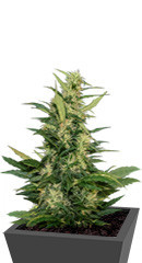 Amur Giant Auto fem (Kalashnikov Seeds)