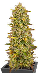 Black Orchid fem (Original Sensible Seeds)