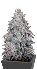 Купить семена марихуаны Franco's Lemon Cheese 