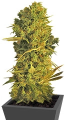 Hammershark fem (Resin Seeds)