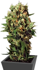 Kalashnikova Auto fem (GHS)